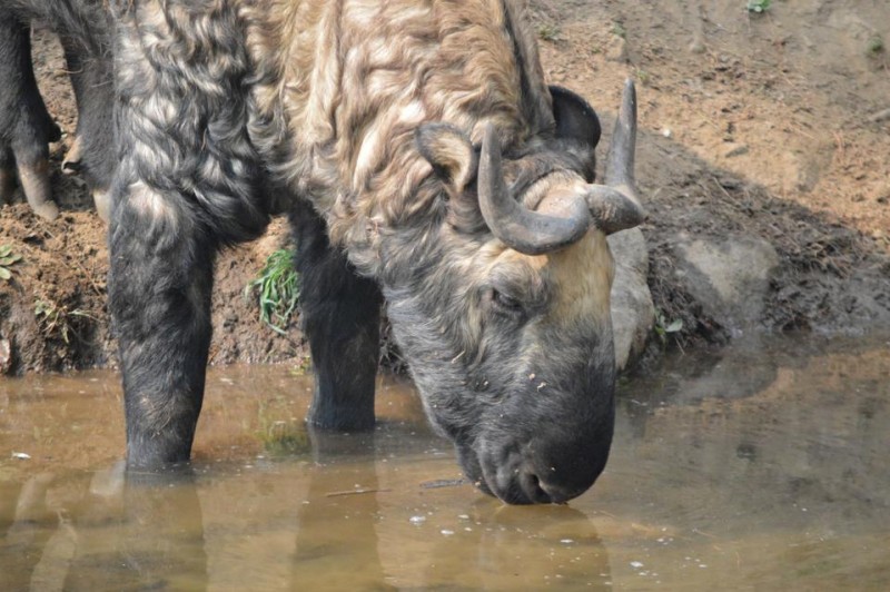 8 Cool & Offbeat Things Everyone Should Do In Bhutan
