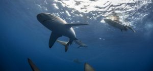 a biologist and avid spearfisherman offers 3 rules to avoid becoming jaws bait this summer 5848944