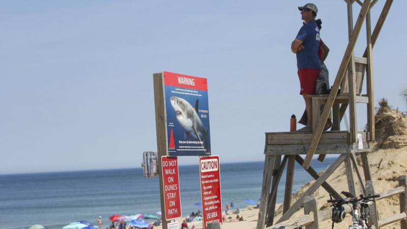 A Biologist And Avid Spearfisherman Offers 3 Rules To Avoid Becoming ‘Jaws Bait’ This Summer