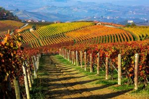 autumn in piedmonts langhe hills fine wines food and stunning landscapes dcd7036