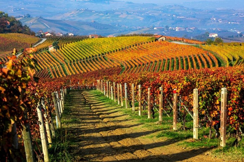 autumn in piedmonts langhe hills fine wines food and stunning landscapes dcd7036