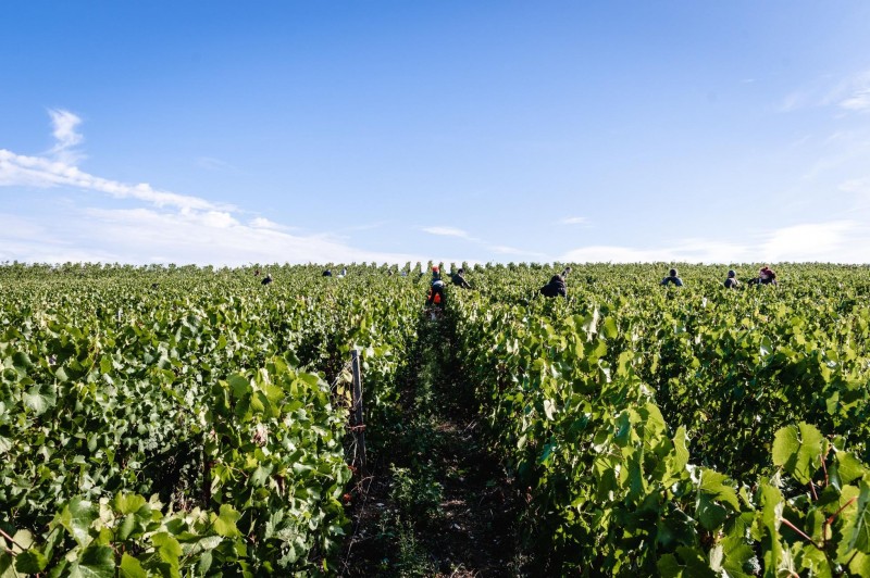 Explore Champagne, France: Top Attractions, Vineyards And Travel Tips