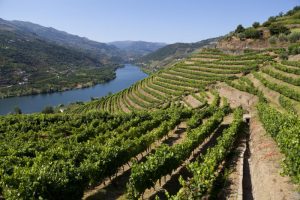 exploring portugals douro valley wine views history and charm 3b3c4c9