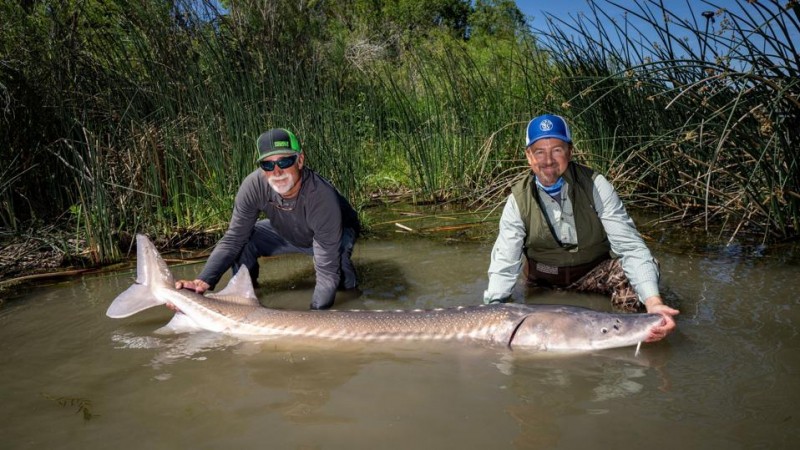 fishing for dinosaurs a quest for sturgeon f2fd89c