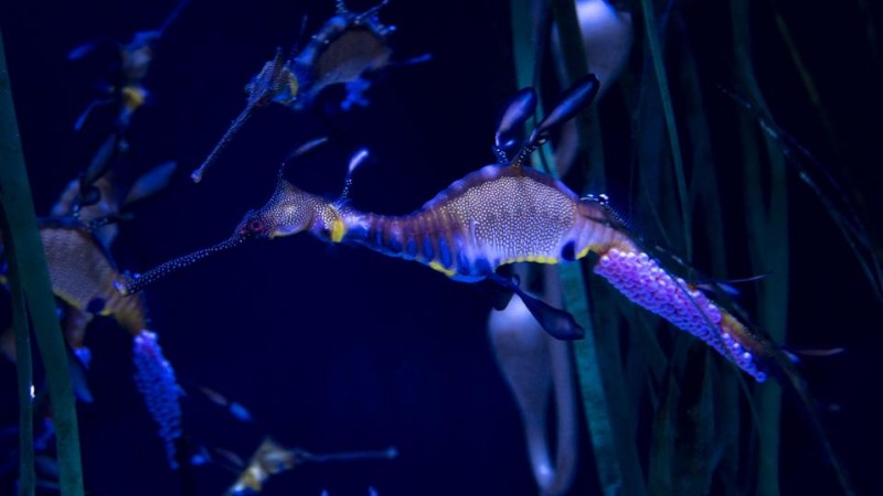 Ohio Aquarium Celebrates Father's Day With Four Pregnant Male Dragons