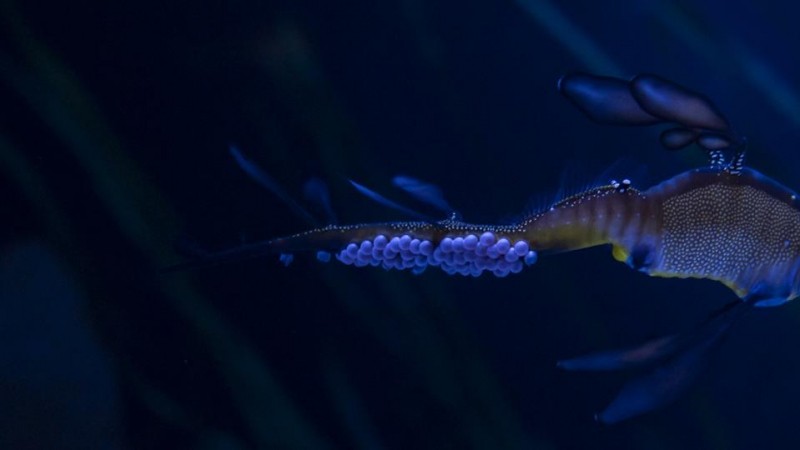 Ohio Aquarium Celebrates Father's Day With Four Pregnant Male Dragons