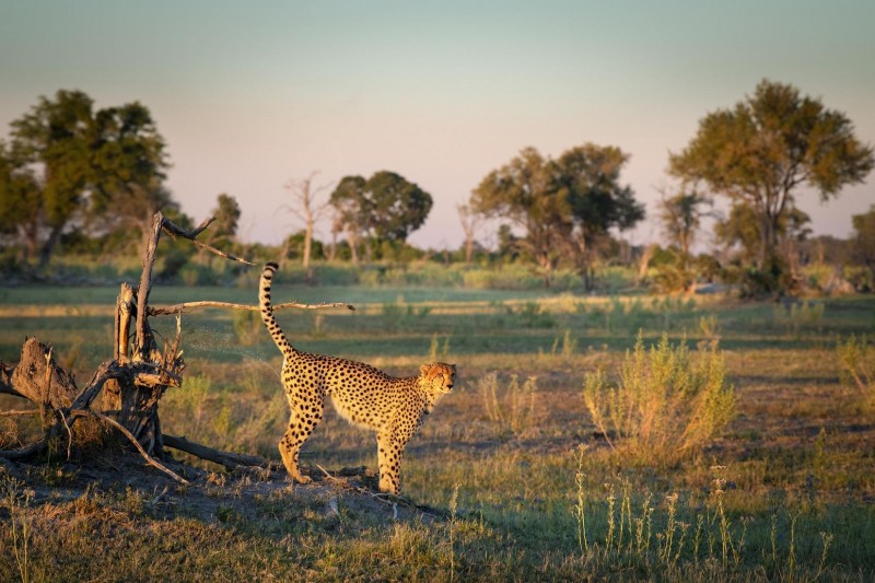 This New Ultra-Luxury Safari Camp In Botswana Is One of Africa's Best