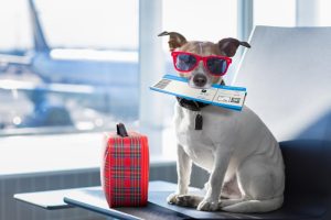 tips to make traveling with pets easy 895f96b