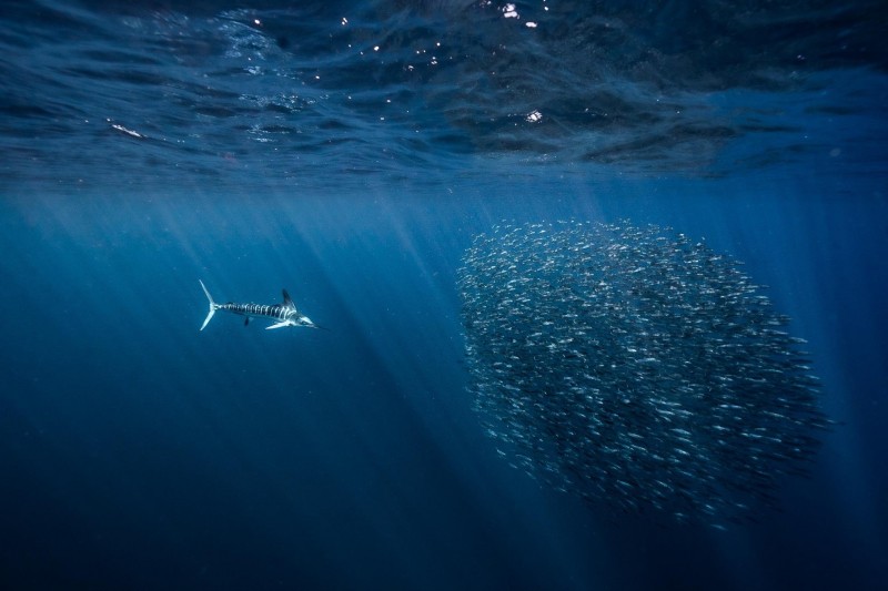 When Every Day Is World Ocean Day: The Call To Underwater Exploration