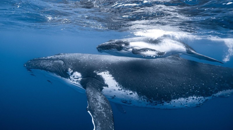 When Every Day Is World Ocean Day: The Call To Underwater Exploration