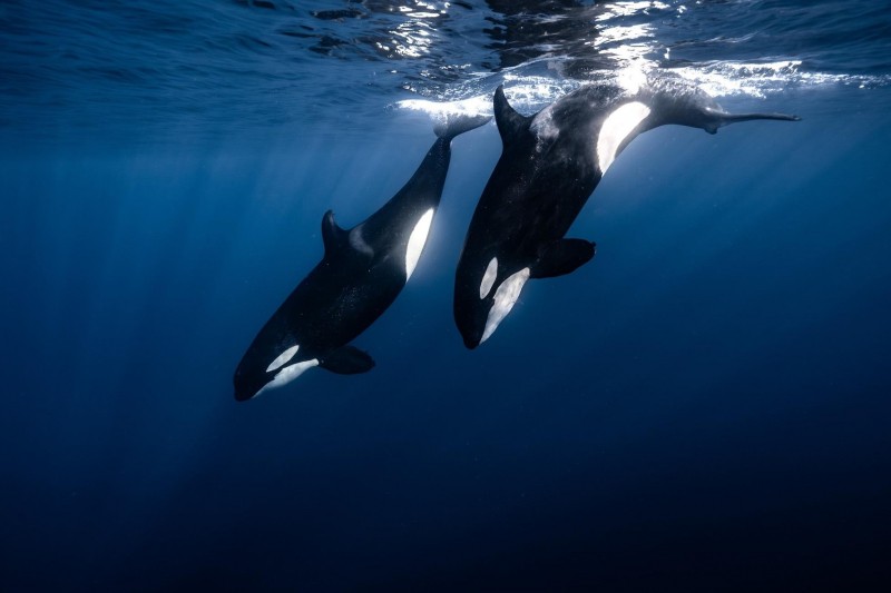 When Every Day Is World Ocean Day: The Call To Underwater Exploration