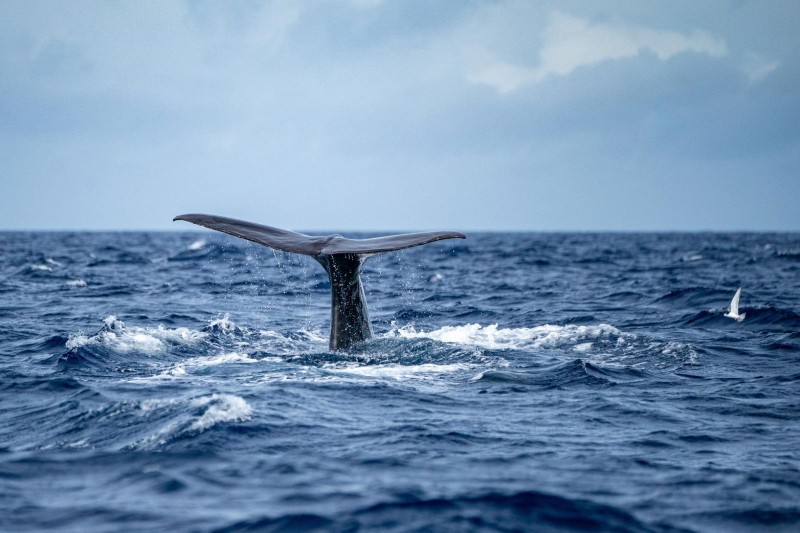 Why Now Is The Time To Sail The Azores, In 12 Stunning Photos