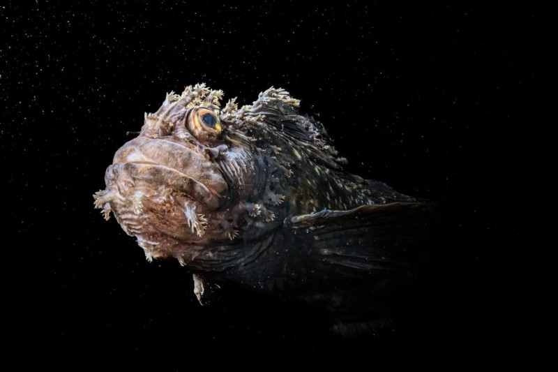 12 Beautiful Winners Of The U.N. World Oceans Photo Competition