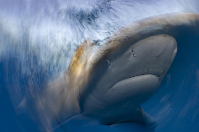 12 Beautiful Winners Of The U.N. World Oceans Photo Competition