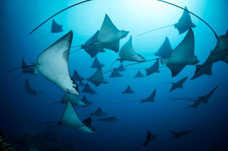 12 Beautiful Winners Of The U.N. World Oceans Photo Competition