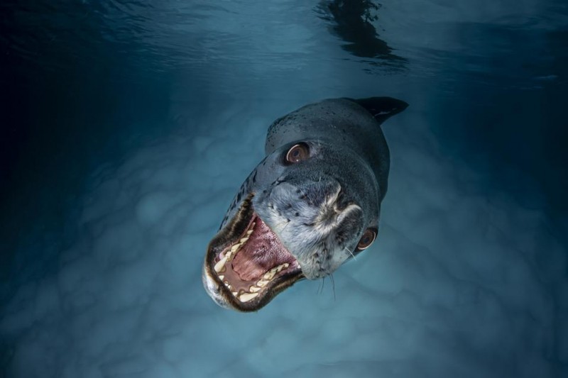 12 Beautiful Winners Of The U.N. World Oceans Photo Competition