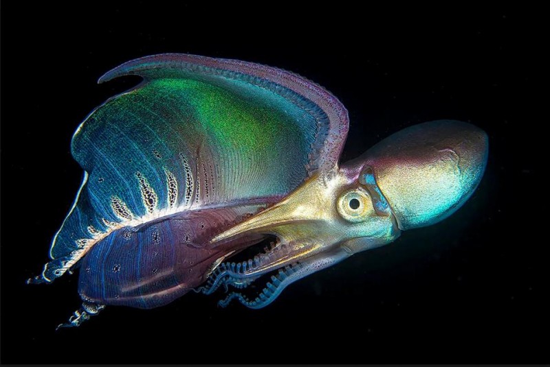 12 Beautiful Winners Of The U.N. World Oceans Photo Competition