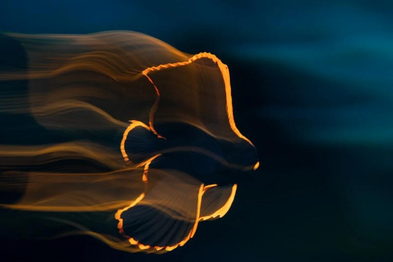 12 Beautiful Winners Of The U.N. World Oceans Photo Competition