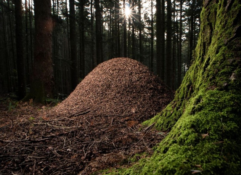 20 Great Wildlife Photos To Vote For Your Favorite In The Win BigPicture Contest