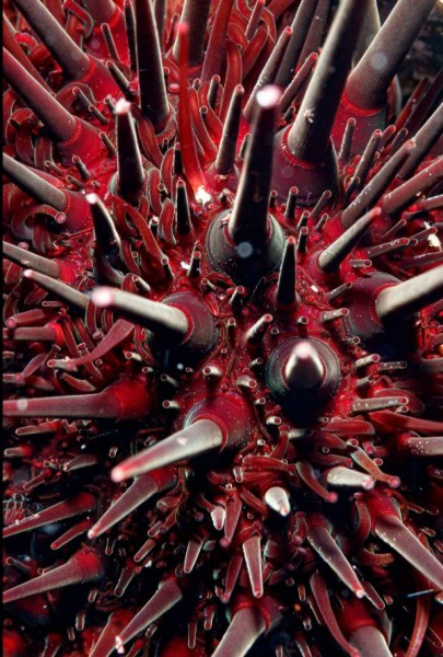 20 Great Wildlife Photos To Vote For Your Favorite In The Win BigPicture Contest