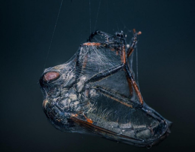 20 Great Wildlife Photos To Vote For Your Favorite In The Win BigPicture Contest