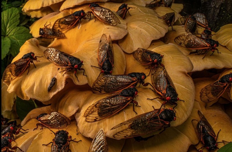 20 Great Wildlife Photos To Vote For Your Favorite In The Win BigPicture Contest