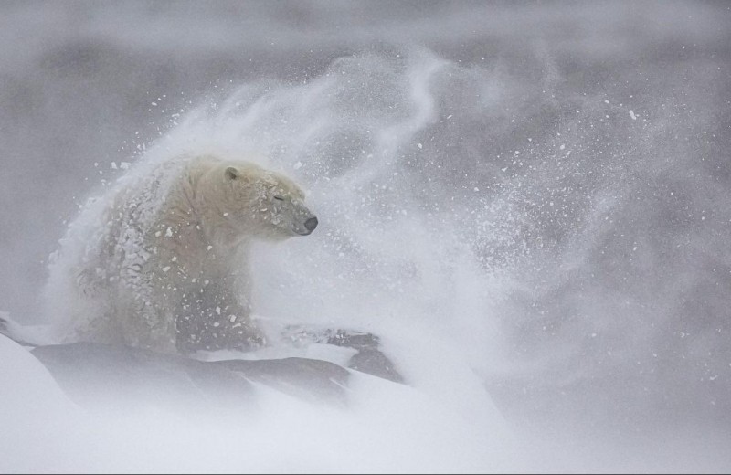 20 Great Wildlife Photos To Vote For Your Favorite In The Win BigPicture Contest