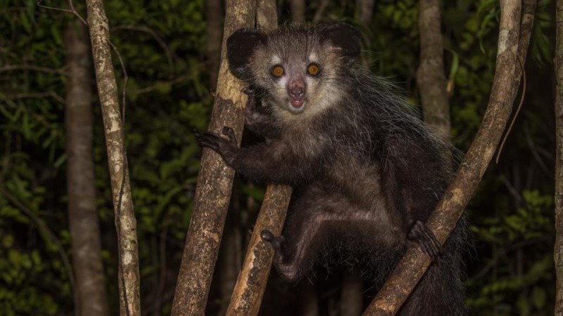 7 Unforgettable Noctourism Experiences For Wildlife Lovers