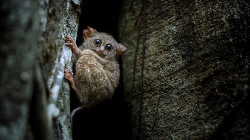 7 Unforgettable Noctourism Experiences For Wildlife Lovers