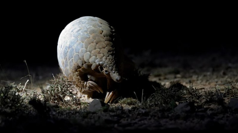 7 Unforgettable Noctourism Experiences For Wildlife Lovers