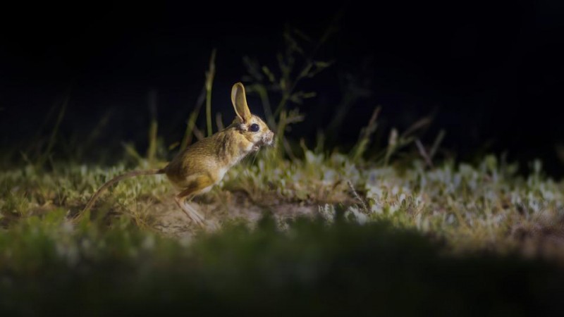 7 Unforgettable Noctourism Experiences For Wildlife Lovers