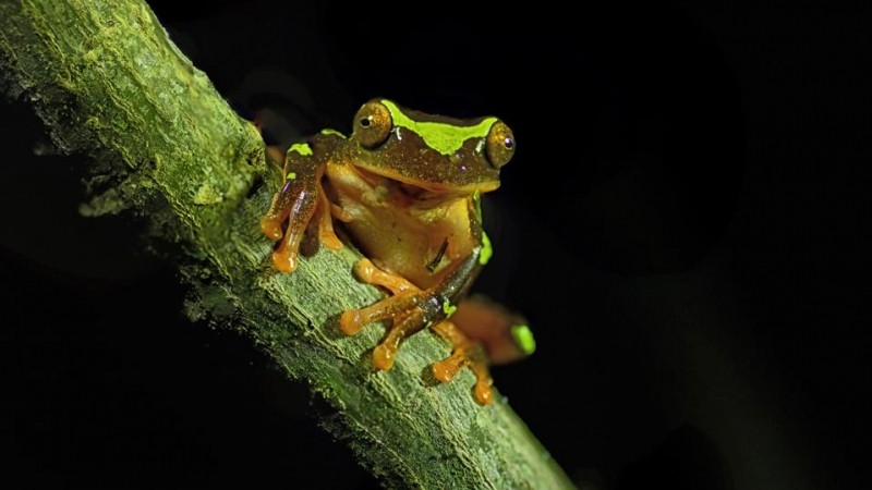 7 Unforgettable Noctourism Experiences For Wildlife Lovers