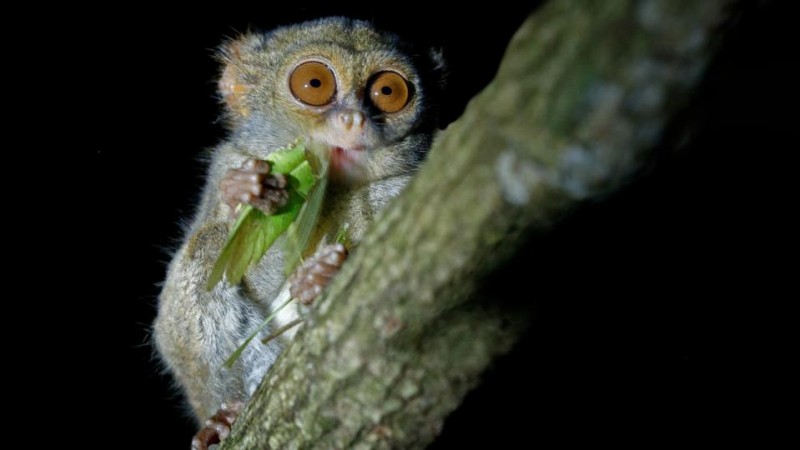 7 Unforgettable Noctourism Experiences For Wildlife Lovers