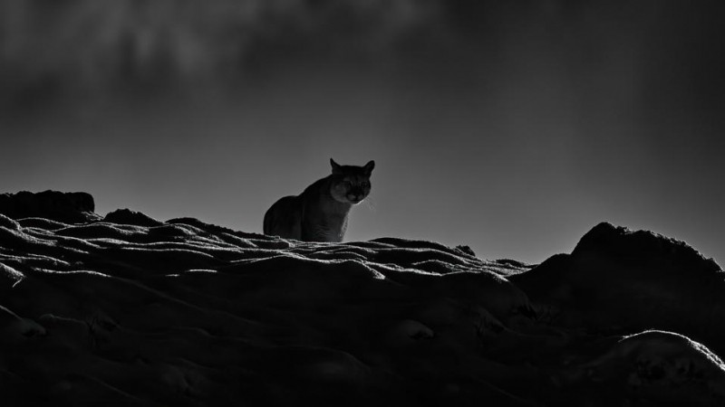 7 Unforgettable Noctourism Experiences For Wildlife Lovers