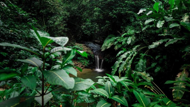 A Birdwatcher’s Paradise Awaits At Trinidad’s Asa Wright Nature Centre