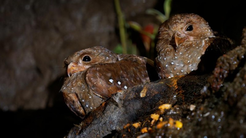 A Birdwatcher’s Paradise Awaits At Trinidad’s Asa Wright Nature Centre