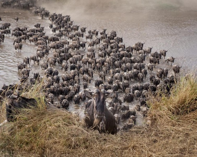 Behind The Viral Video: How Safari Vehicles Endangered The Great Migration In Serengeti