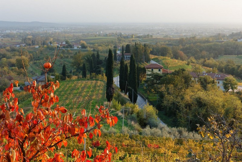 Collavini Winery In Friuli: Experience Soulful Wines And Slow Tourism