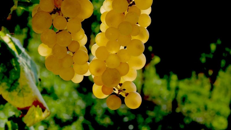 collavini-winery-in-friuli-experience