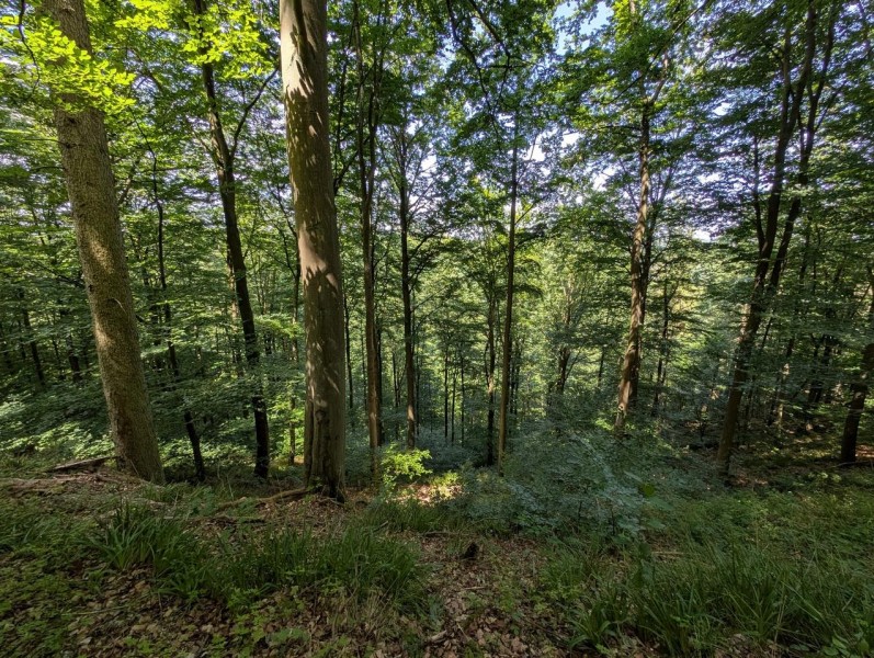 Four Years After A Historic Deluge, Germany’s Ahr Valley Turns Green