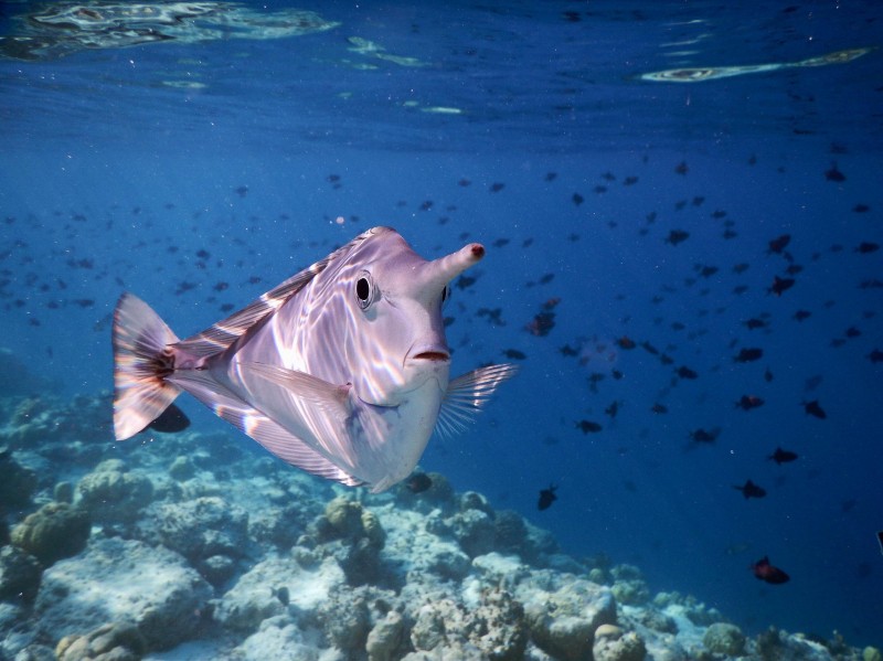 Unique Seaside Finolhu Maldives Resort—Unicorns, Mermaids and More