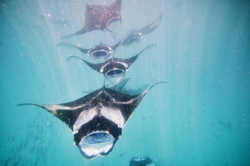 Unique Seaside Finolhu Maldives Resort—Unicorns, Mermaids and More