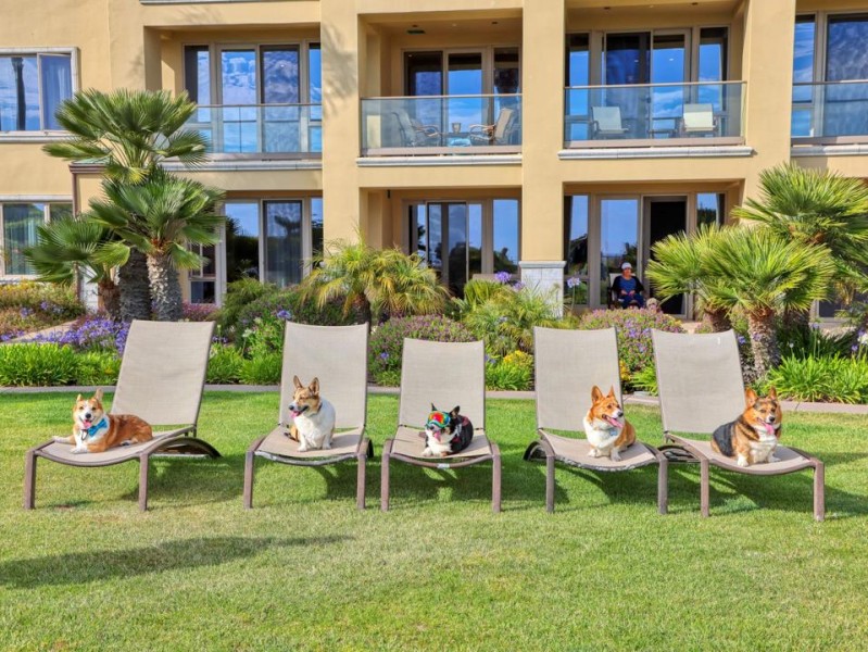 Hundreds Of Corgis To Return To Pismo Beach For Corgi Nation Vacation