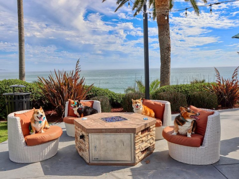 Hundreds Of Corgis To Return To Pismo Beach For Corgi Nation Vacation