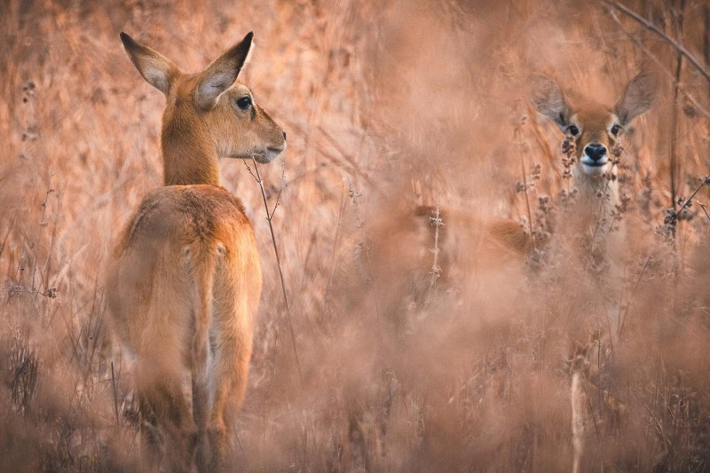 Nsumbu National Park—A Zambian Wilderness Reborn