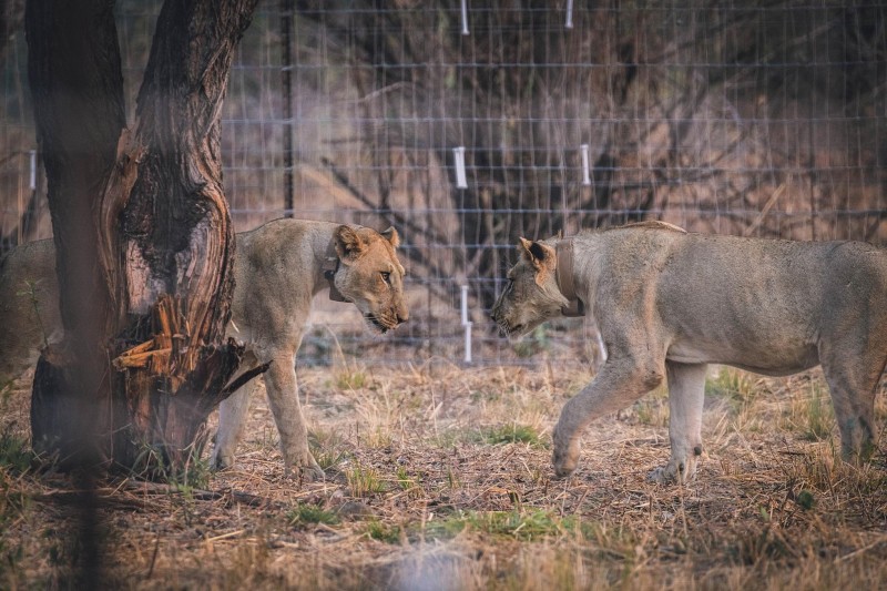Nsumbu National Park—A Zambian Wilderness Reborn