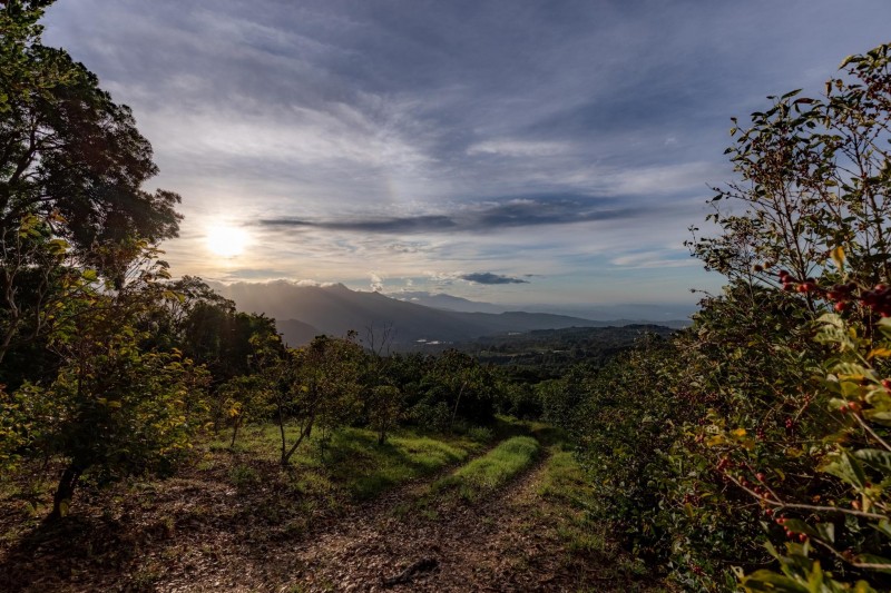 Panama’s Geisha Coffee Sets A Record Price. Its Source Is Worth A Trip