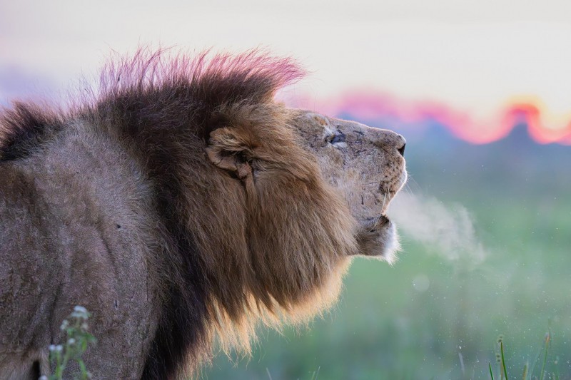 UHNWIs Opt For Safaris In Exclusive And Restricted Locations