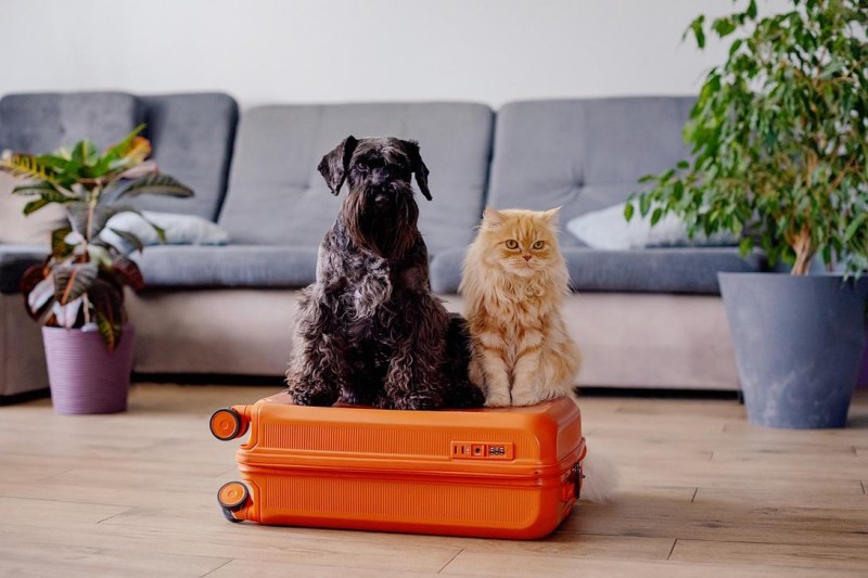 What You Should Know When Retiring Overseas With Your Pets