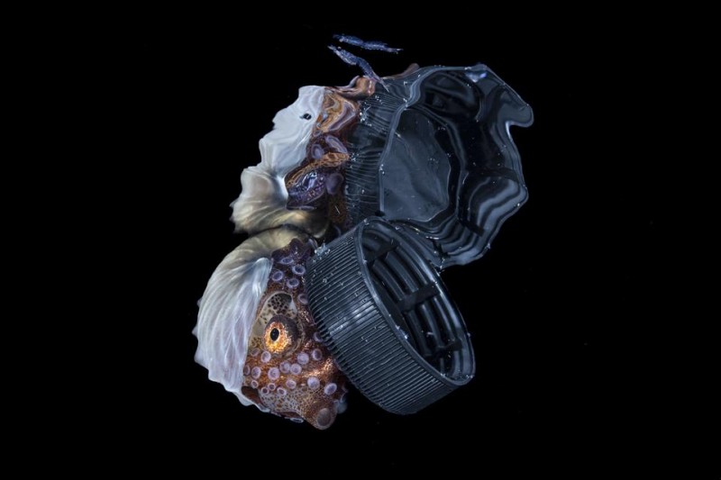 Wild Sea-Life: 15 Finalists Of Ocean Photographer Of The Year